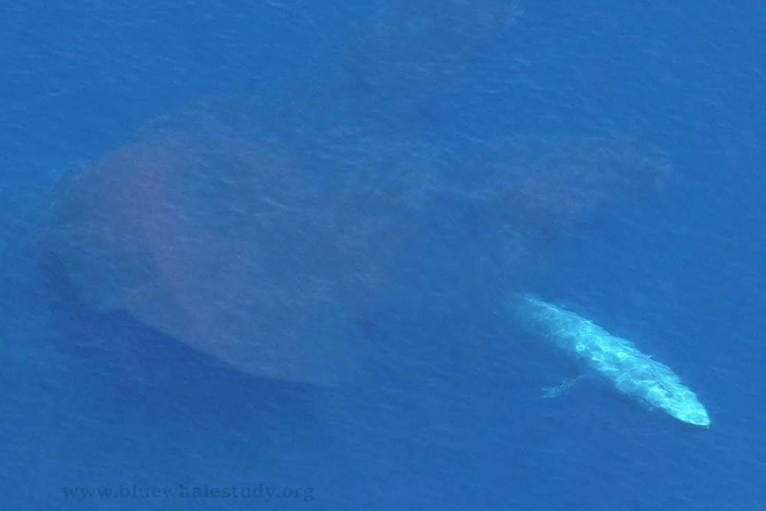 A whale emerges from beneath a surface cloud of krill off the coast of Portland, Victoria.