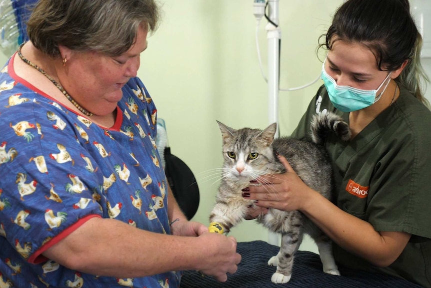Vets attending to cat