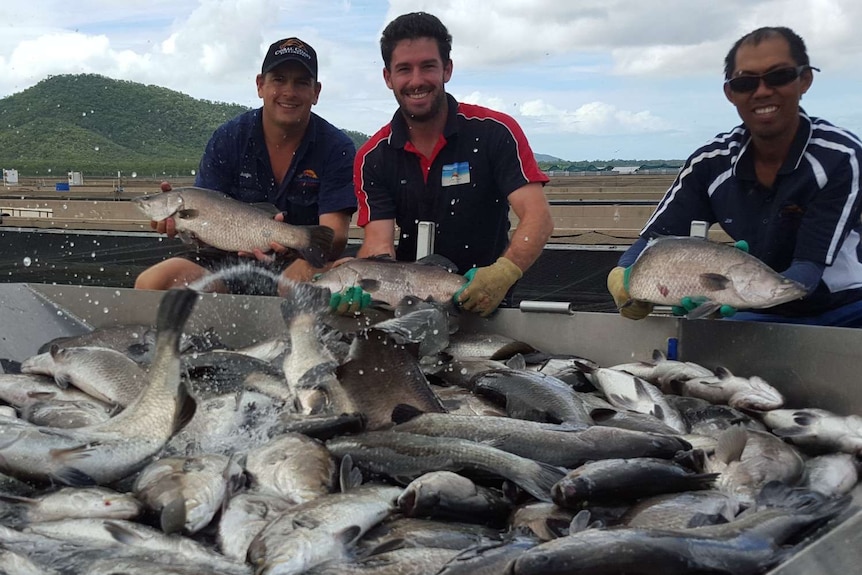 Justin Forrester, Farm Manager at Coral Coast Barramundi fish farm with workers Robert Barron and Jo Andes holding barramundi