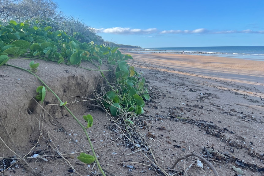 Eroded sand dunes covered in green plants 