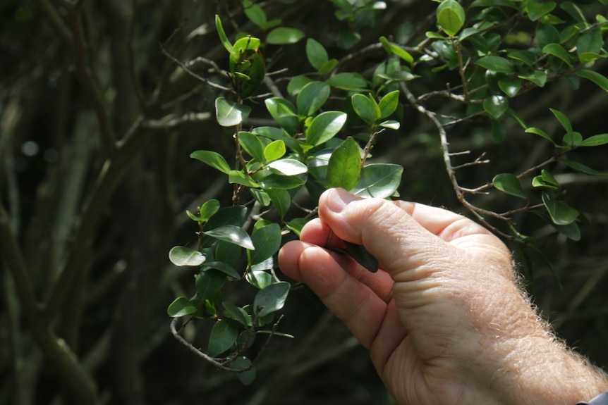 A man's hand holds leaves of a tree.