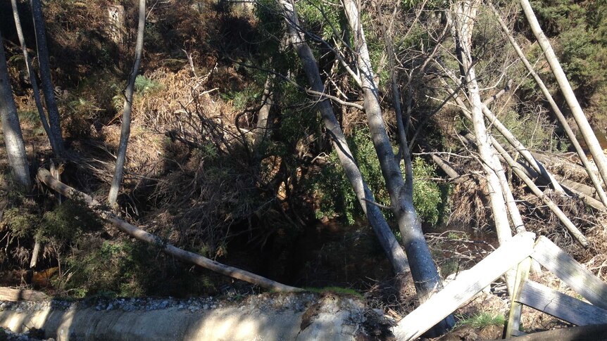 Tree over fence.