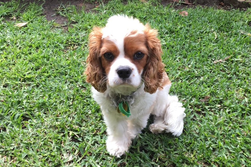 A dog poses on lush green grass