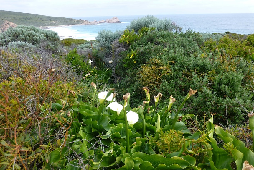 View of Arum lilies on farmland towards Sugarloaf Rock in South West WA