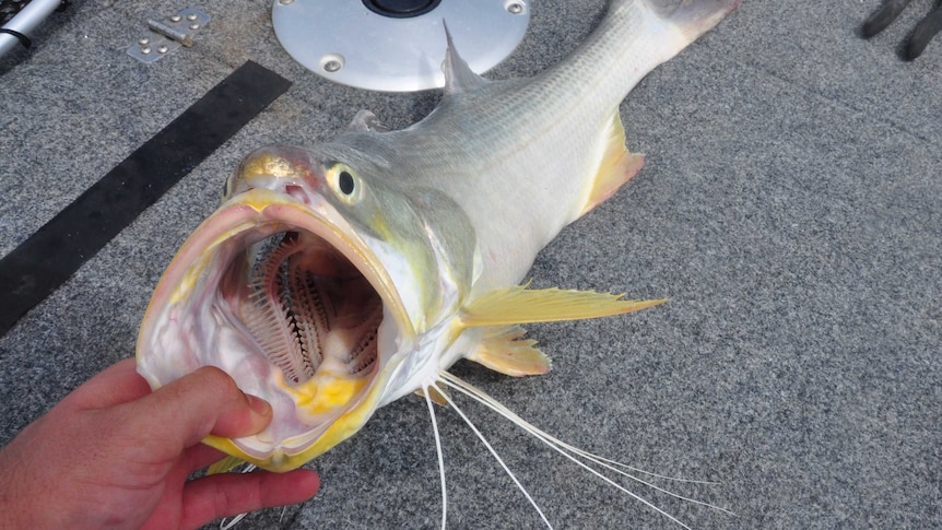 A king salmon on the floor of a fishing boat