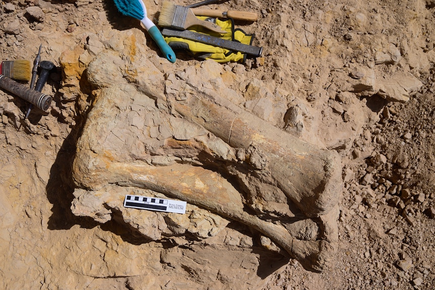 A large dinosaur bone, partially covered in dirt. Some archaeological digging tools nearby.