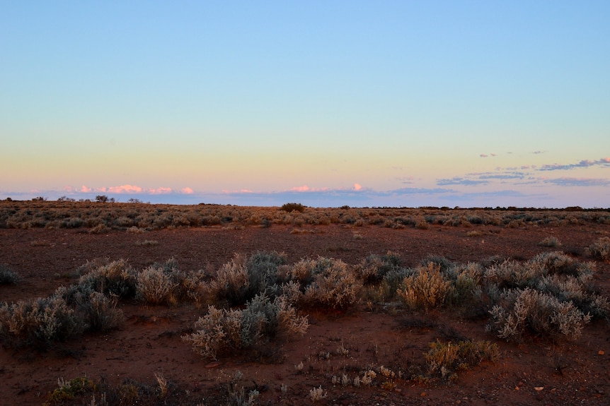 A pink sunset with a few grey clouds above dark brown dirt and bushes.