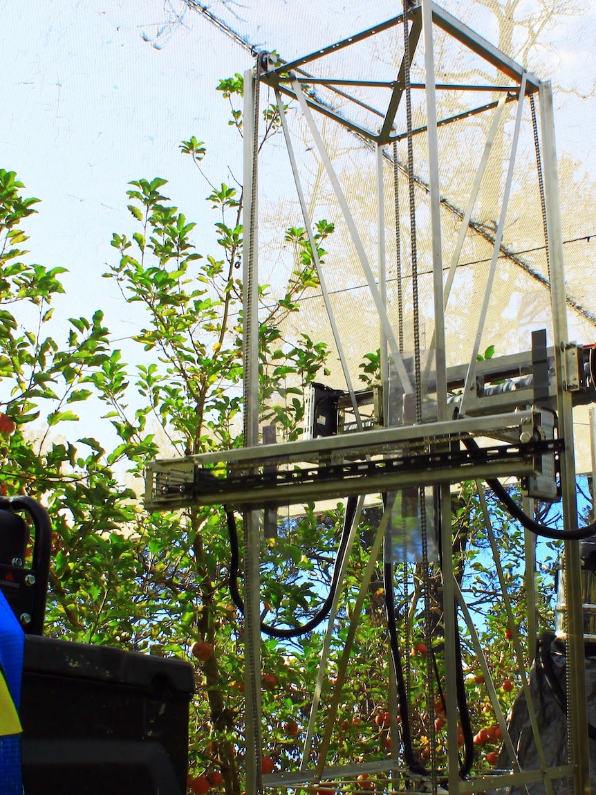 A robotic fruit picker in an apple orchard