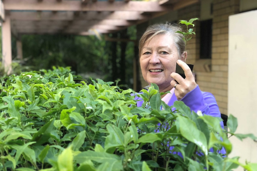 Uki resident Julie Connell propagates seeds from an endangered Small-leaved Tamarind tree