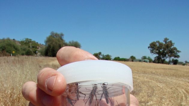 Taking flight: Farmers are being warned to remain vigilant of locusts.