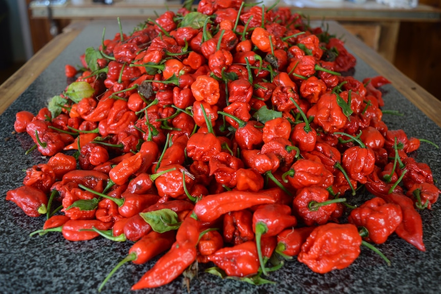 mid shot of a pile of carolina reaper chillis