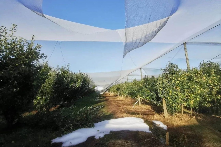 Damaged netting in Goulburn Valley orchard