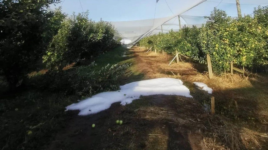Beds of hail lie in an orchard, beneath a destroyed net.