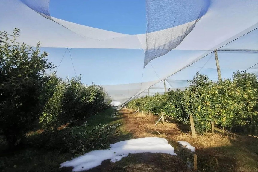 Beds of hail lie in an orchard, beneath a destroyed net.