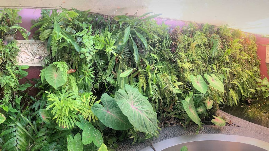 A wide shot of a small open-air domestic courtyard covered in lush ferns and other green herbaceous plants.