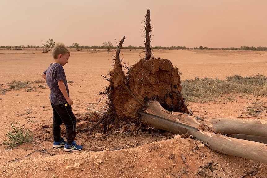 Young boy stands next to a large tree uprooted by a dust storm