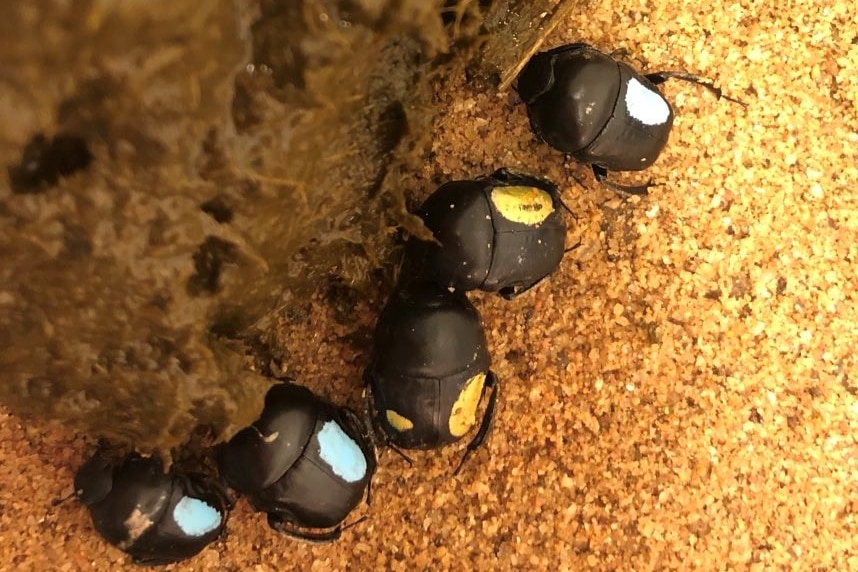 dung beetles gather around some dung in a lab, feeding