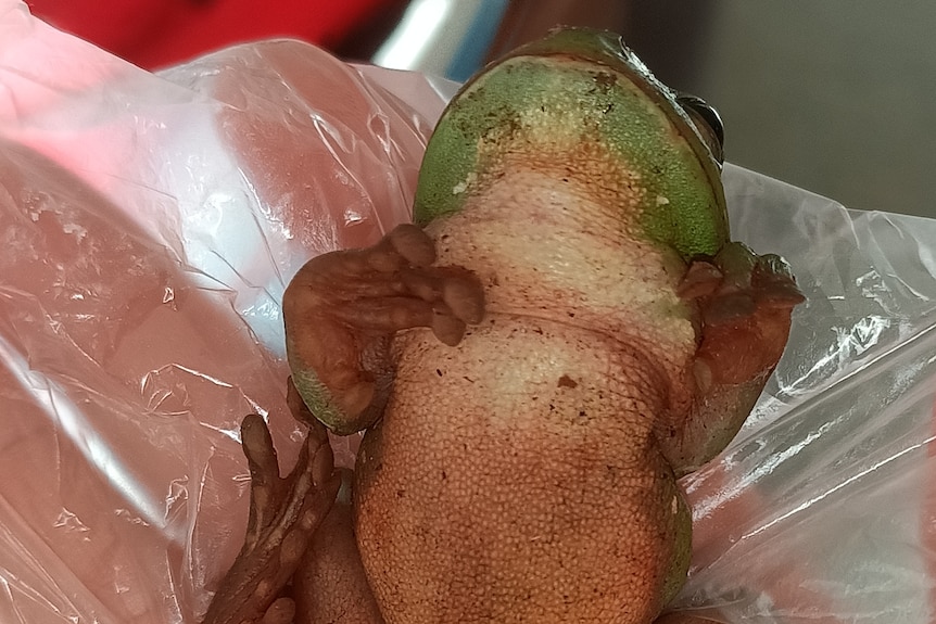 A hand holding up a dead frog laying on top of a plastic freezer bag.
