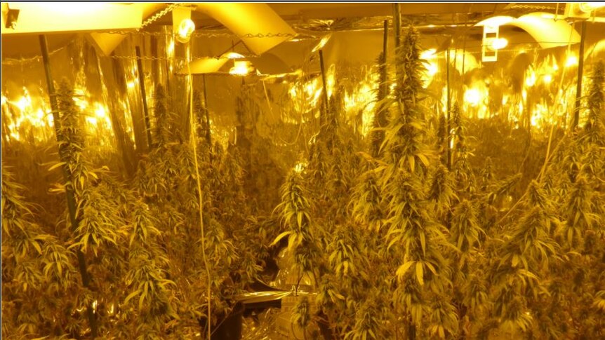 Cannabis hydroponic set up inside a house.