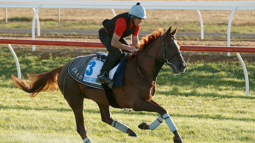 Red Cadeaux training at Werribee