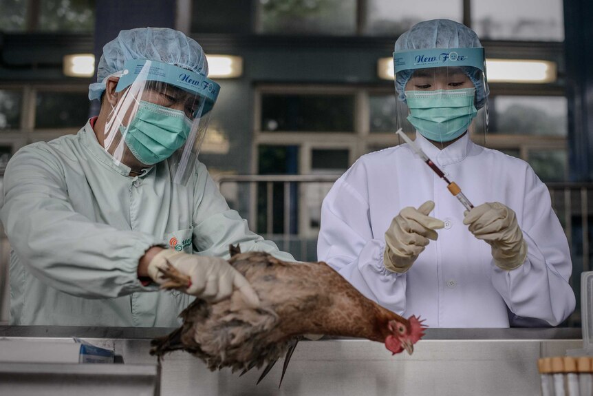 CHINA, HONG KONG: In this file picture taken on April 11, 2013 officials test poultry at the border with mainland China in Hong Kong as part of measures against the spread of the deadly H7N9 bird flu. Hong Kong on December 2, 2013 confirmed its first human case of the deadly H7N9 bird flu, according to the broadcaster RTHK, in the latest sign of the virus spreading beyond mainland China. AFP PHOTO /FILES/ Philippe Lopez