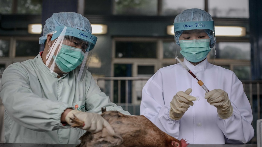 CHINA, HONG KONG: In this file picture taken on April 11, 2013 officials test poultry at the border with mainland China in Hong Kong as part of measures against the spread of the deadly H7N9 bird flu. Hong Kong on December 2, 2013 confirmed its first human case of the deadly H7N9 bird flu, according to the broadcaster RTHK, in the latest sign of the virus spreading beyond mainland China. AFP PHOTO /FILES/ Philippe Lopez