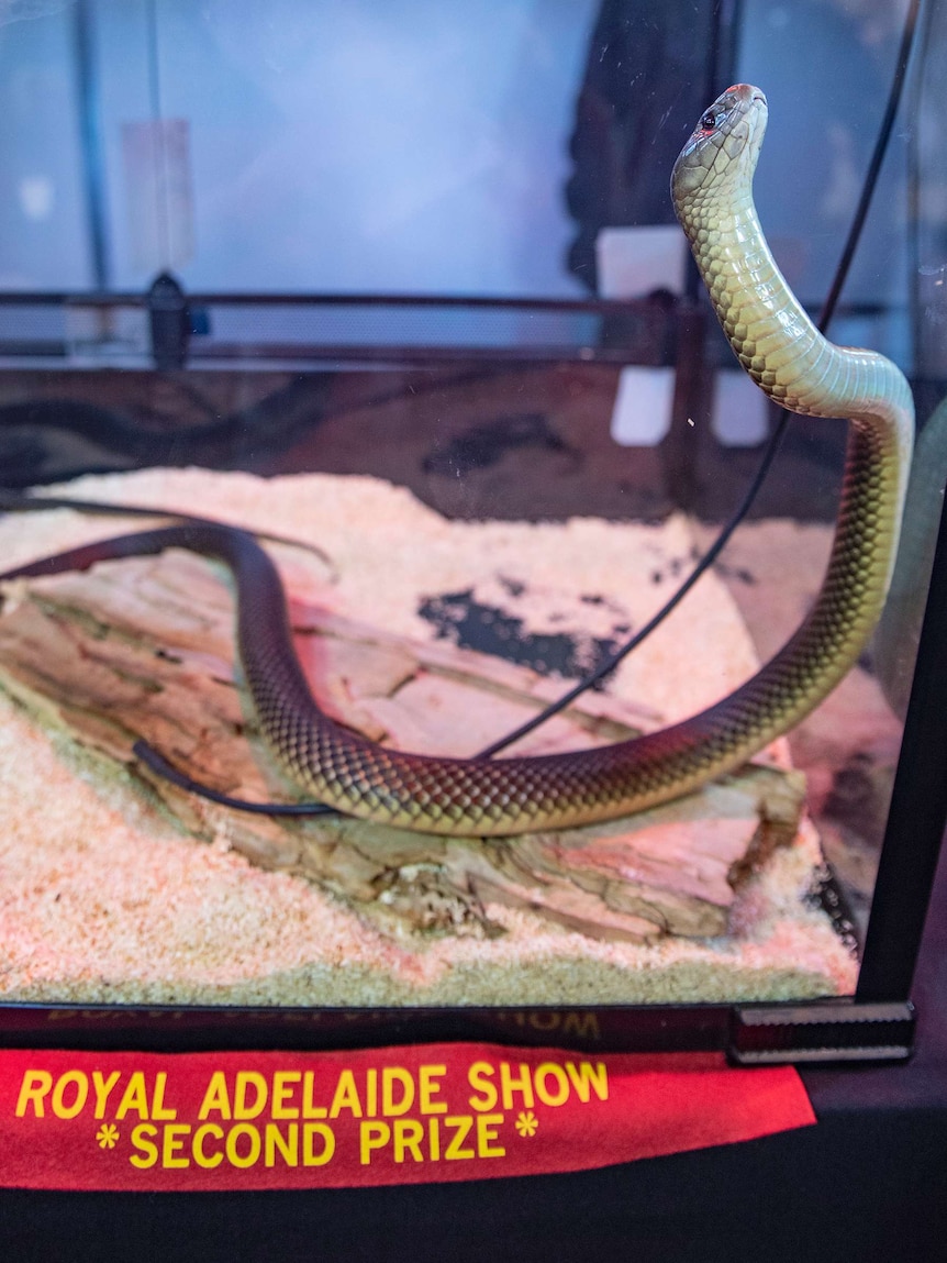 Mulga snake at the Royal Adelaide Show