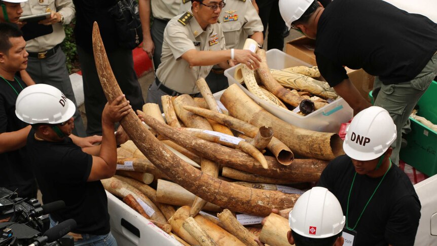 Officials sort through dozens of tusks