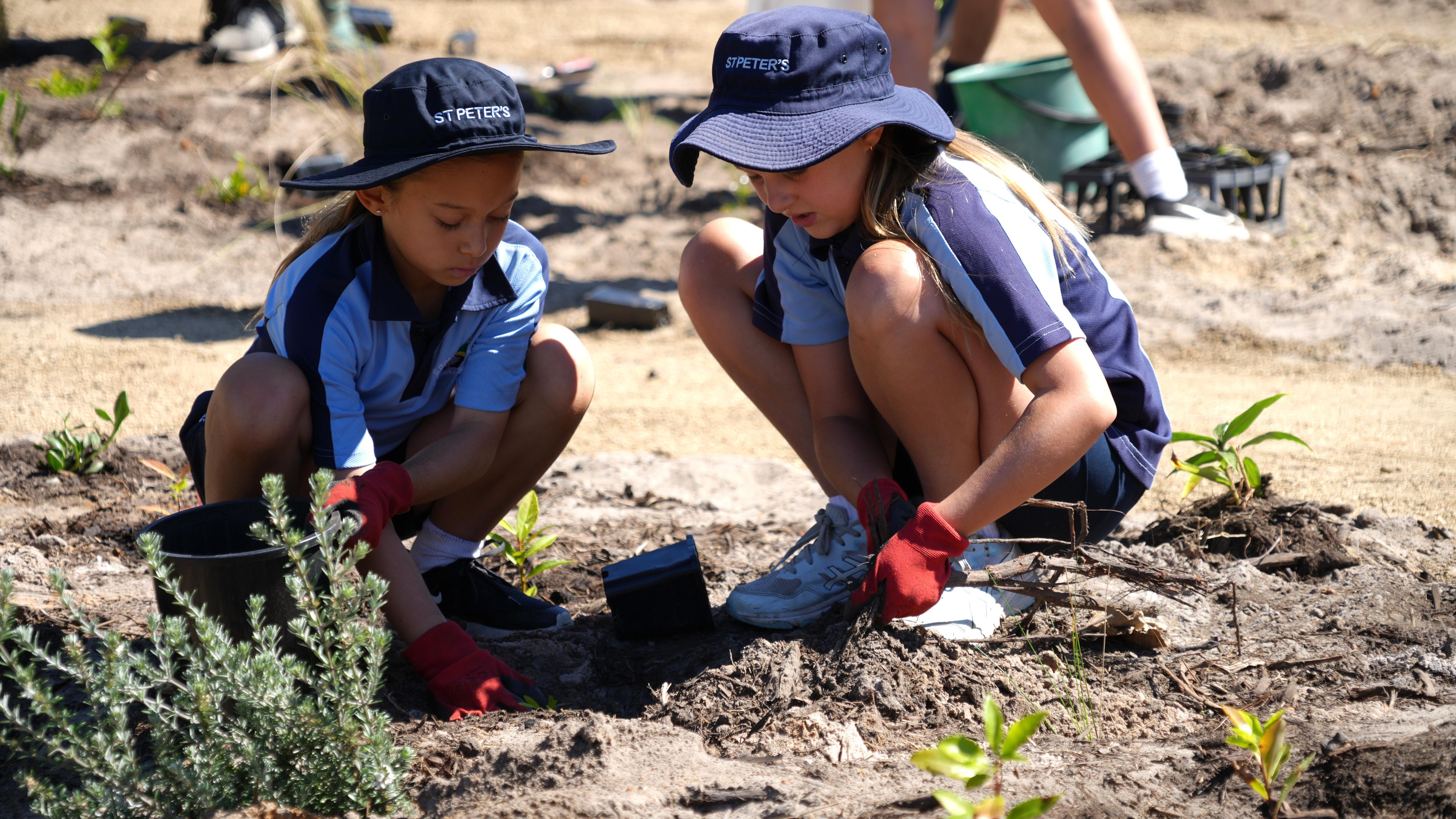1,000 native trees planted to turn school playground into tiny forest