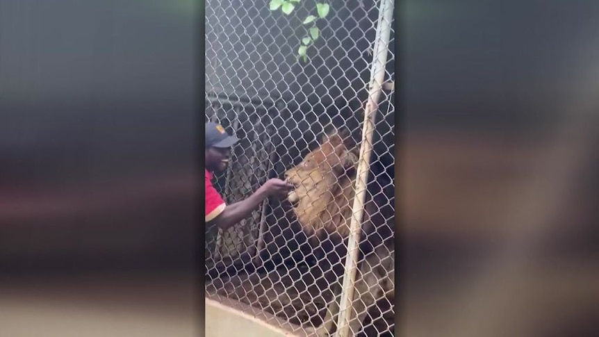 Video captures moment lion bites off man’s finger at Jamaica Zoo