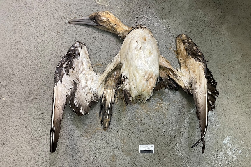 A dead Australasian gannet lying with wings spread out.