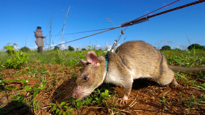 A HeroRat at work in the field