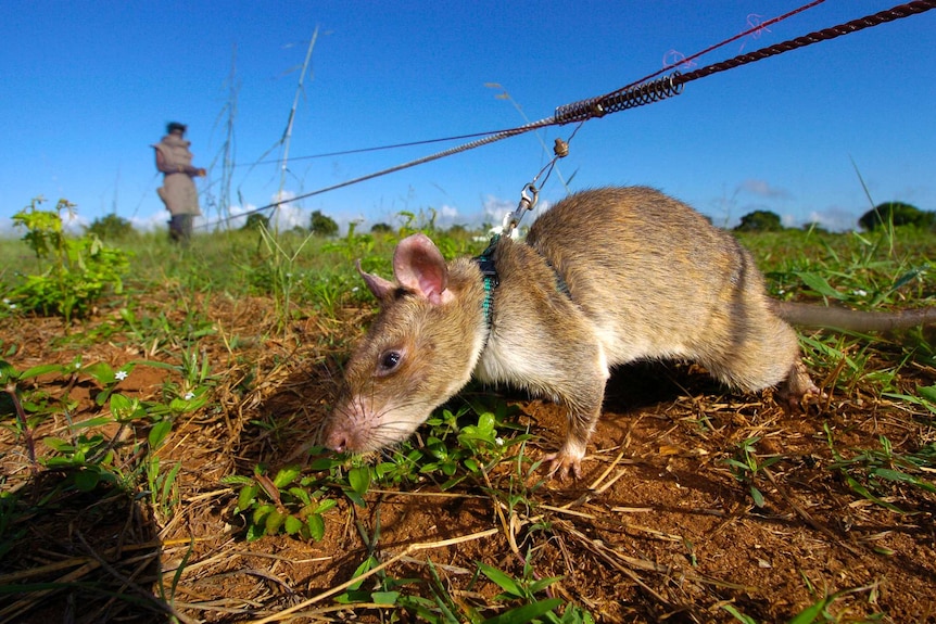 A HeroRat at work in the field