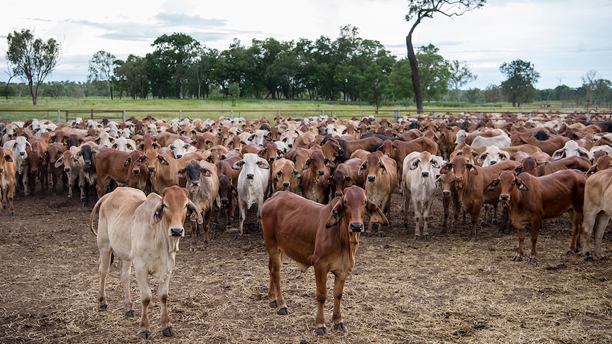 Brahman cattle standing in a yard looking at the camera.