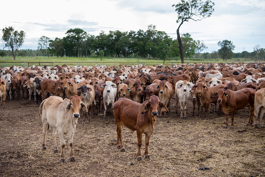 Brahman cattle standing in a yard looking at the camera.