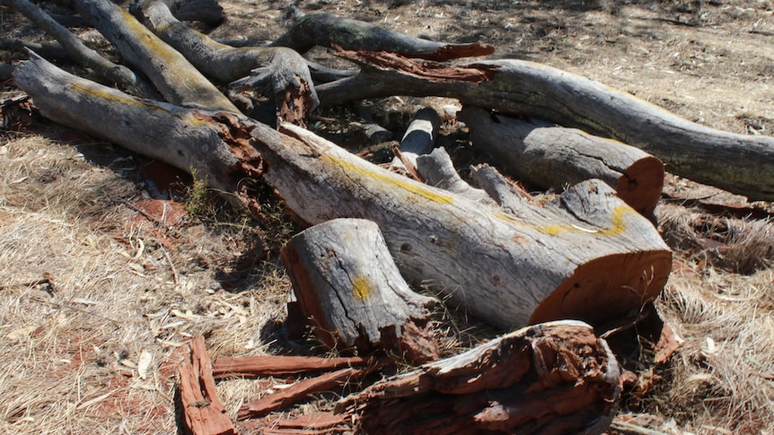 Illegally chopped down dead habitat trees in the Loch Garry Wildlife Reserve in Bunbartha, Victoria