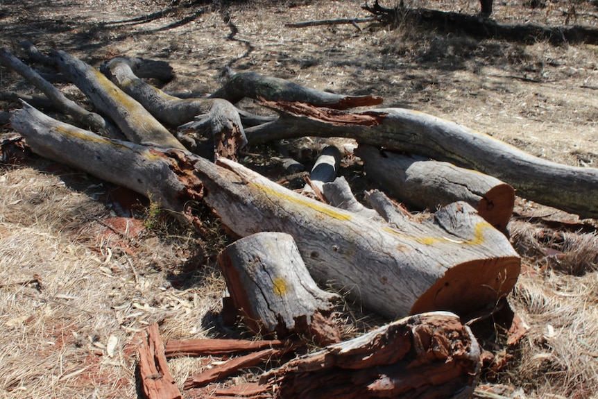 Illegally chopped down dead habitat trees in the Loch Garry Wildlife Reserve in Bunbartha, Victoria