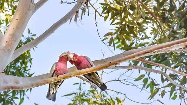 Two galahs preen each other on a branch