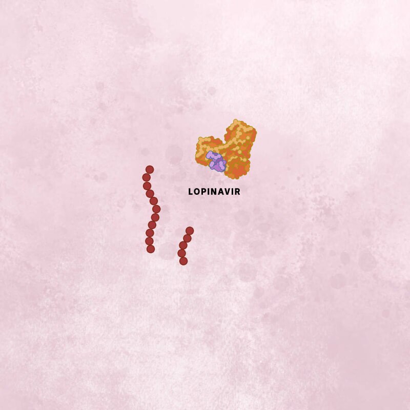 A mauve lopinavir molecule bound to an orange viral protease, next to two intact viral polyprotein chains.