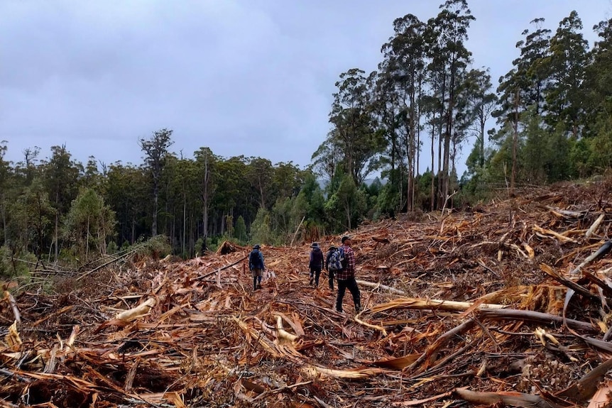 Protesters at a logging coupe in Tasmania.