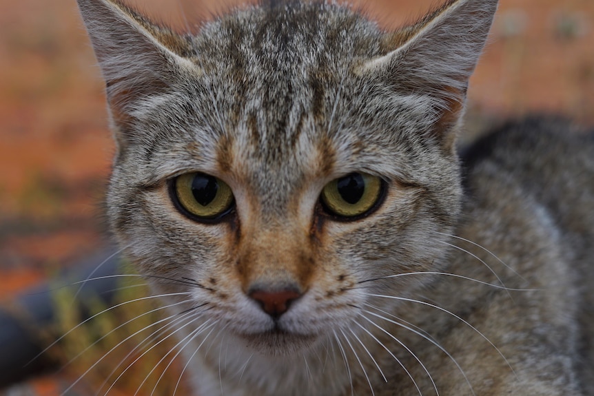 A grey feral cat looking at the camera.