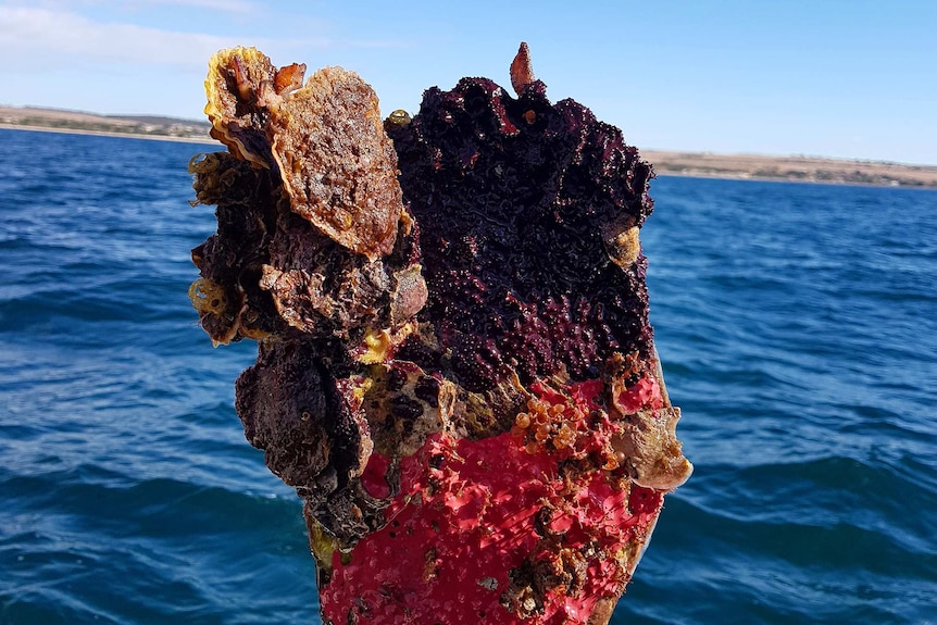 A hand holds up a razor fish with a colourful array of shellfish growth on it.