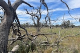 Gnarled grey skeletons of dead gum trees.