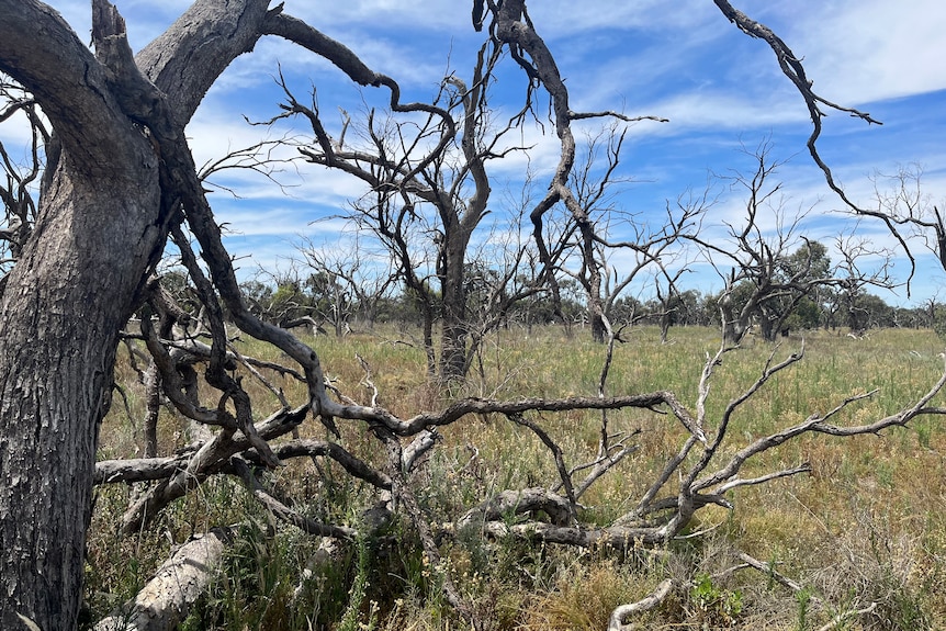 Gnarled grey skeletons of dead gum trees