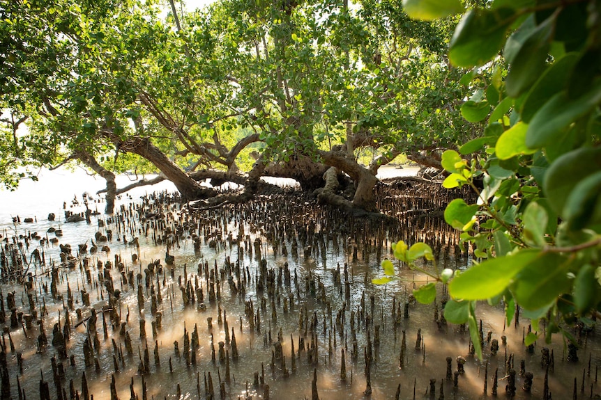 A mangrove intertidal zone with aerial roots coming out of the water.