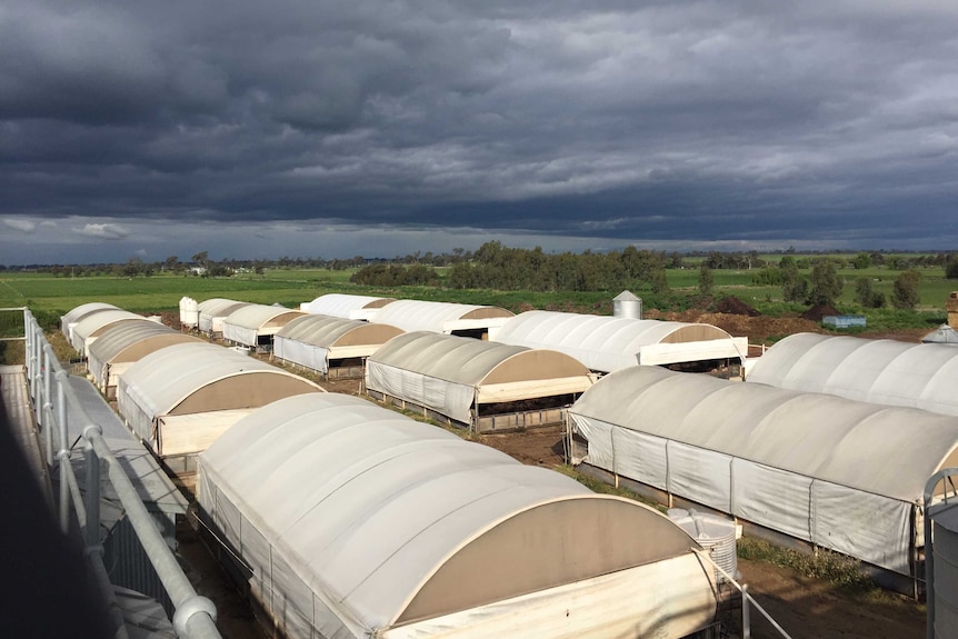 Pig sheds at a property at Stanhope, Victoria