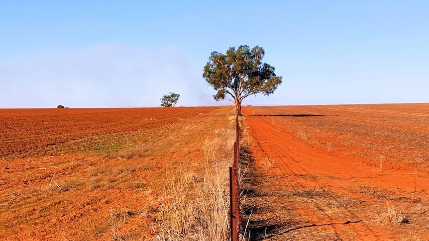 A lone tree located along a fence line with red dirt stretching either side and a blue sky in the background.