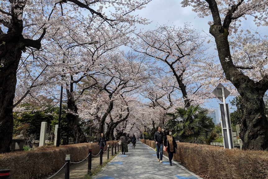 Cherry blossom trees line a pathway in Japan.