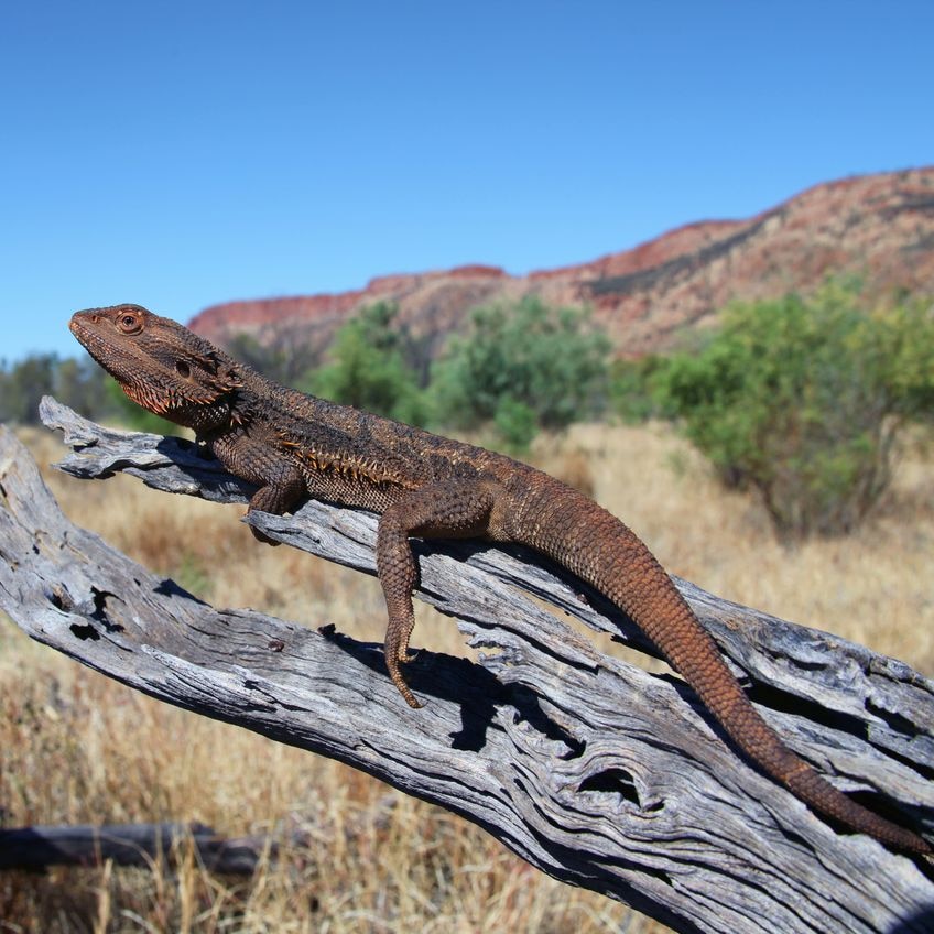 Australian Bearded Dragon