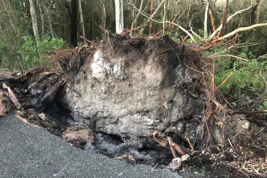 A large tree was uprooted in the severe storm damaging a sealed road
